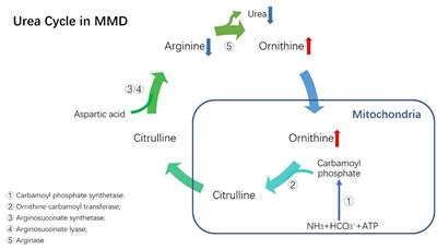 Plasma urea cycle metabolite levels and the risk of moyamoya disease